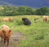 Highland Cattle